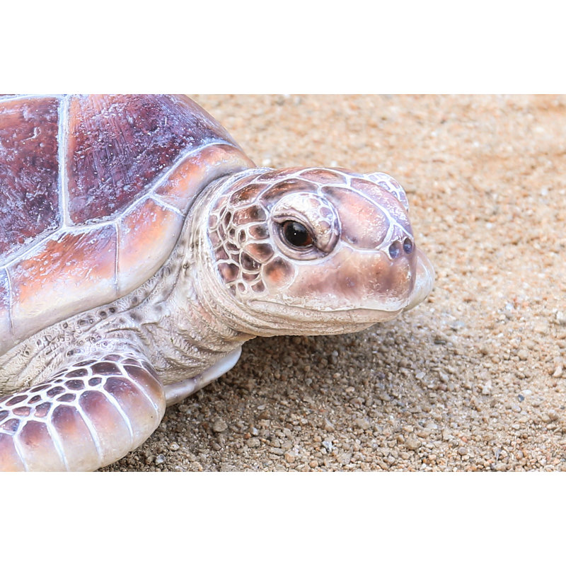 GRANDE TORTUE DE MER