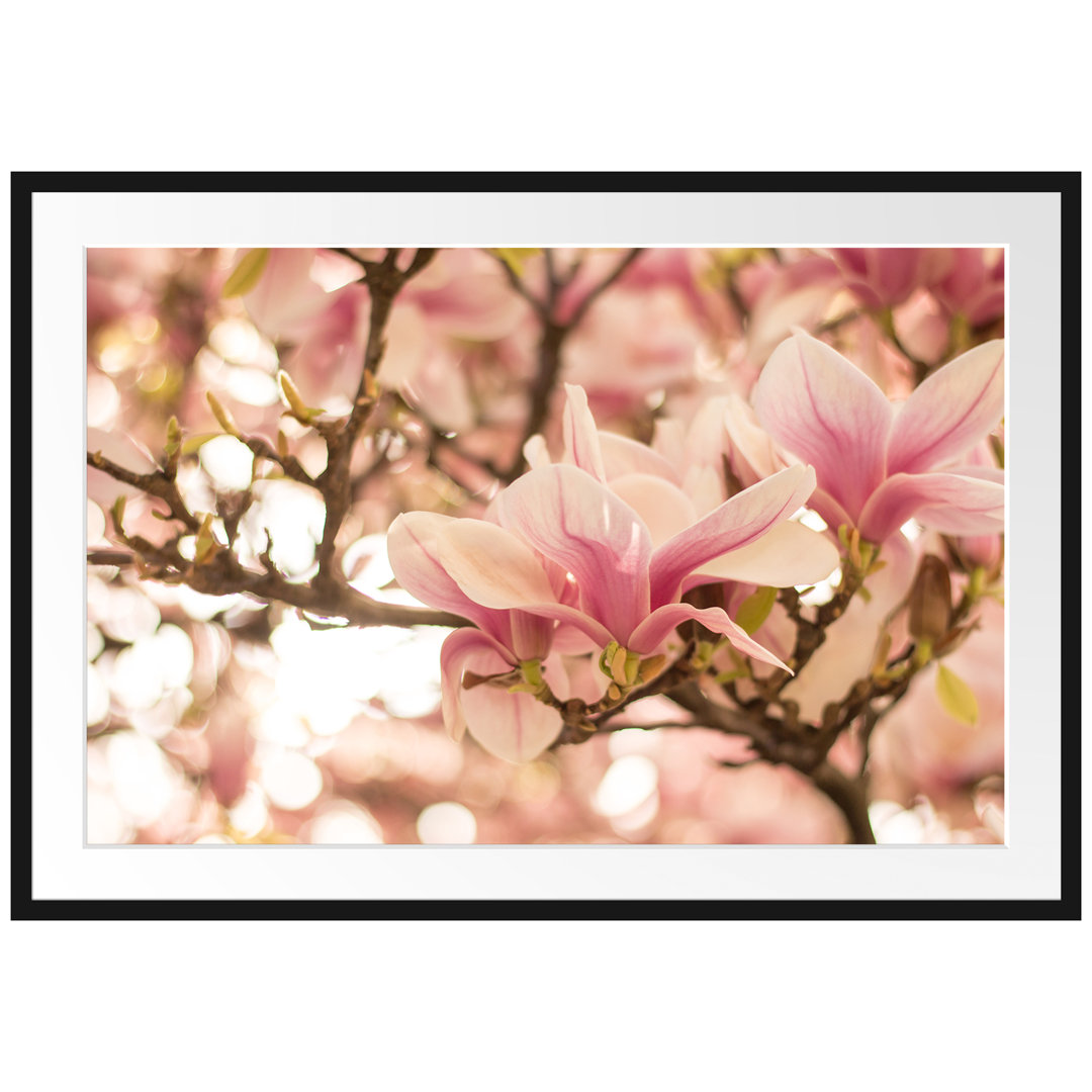 Gerahmtes Poster Rosa Magnolienblüten im Frühling