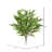 Fern Arrangement