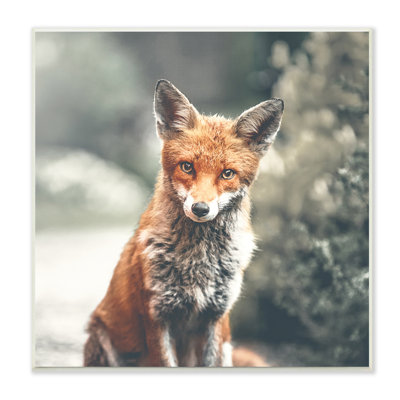 «48_Adorable Woodland Fox»