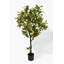 Feuillage en pot