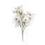Daisy Arrangement-36910885
