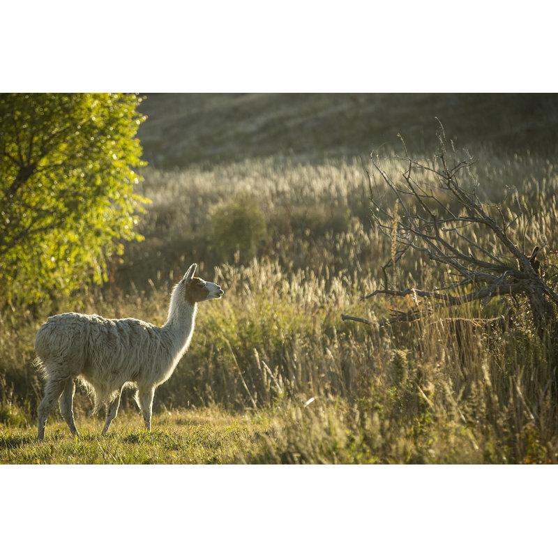 Llama Portrait V by Tyler Stockton - Photograph, 51 cm H x 76 cm W, Wrapped Canvas