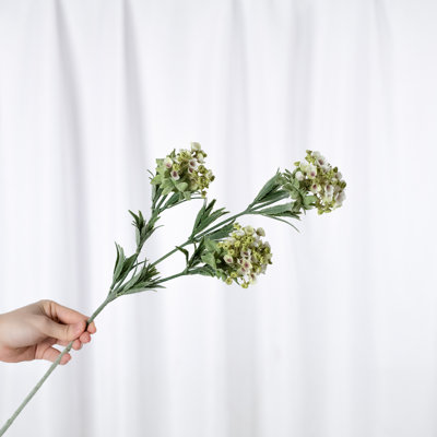 Audet Sweet Alyssum Stems