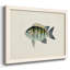 "Tropical Fish Collection VI", reproduction d'art sur toile-96280038-96280044