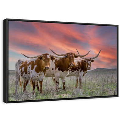 Three Texas Longhorns