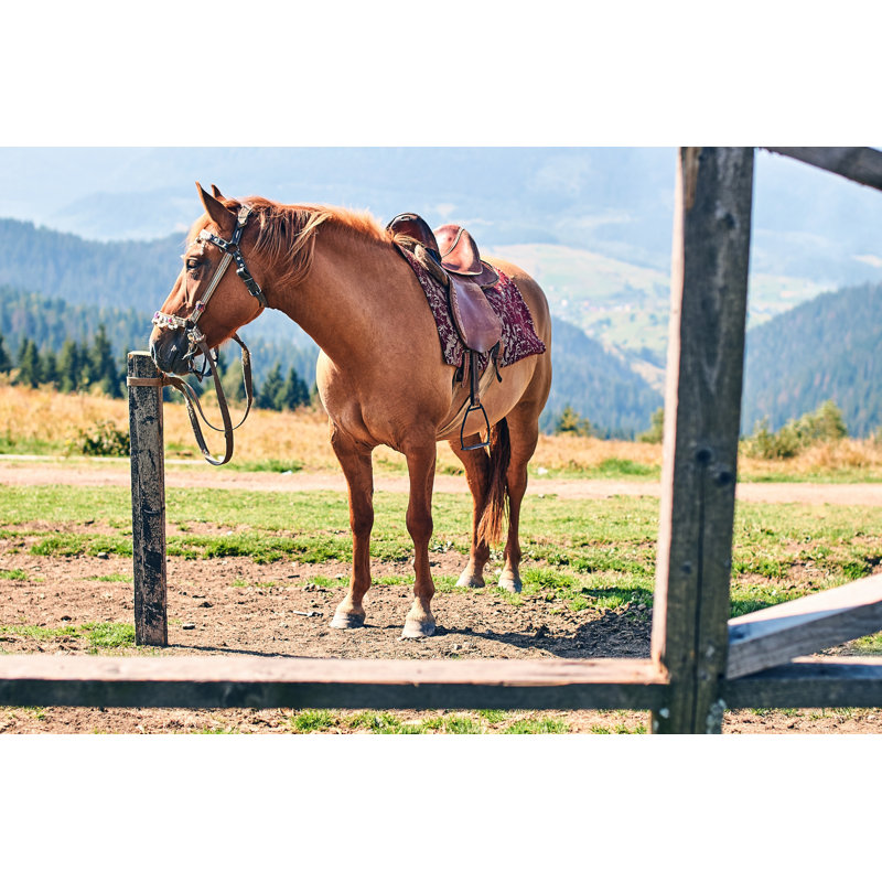 Closeup of Horse 1 Piece Wrapped Canvas Wall Art, 20cm H x 30cm W