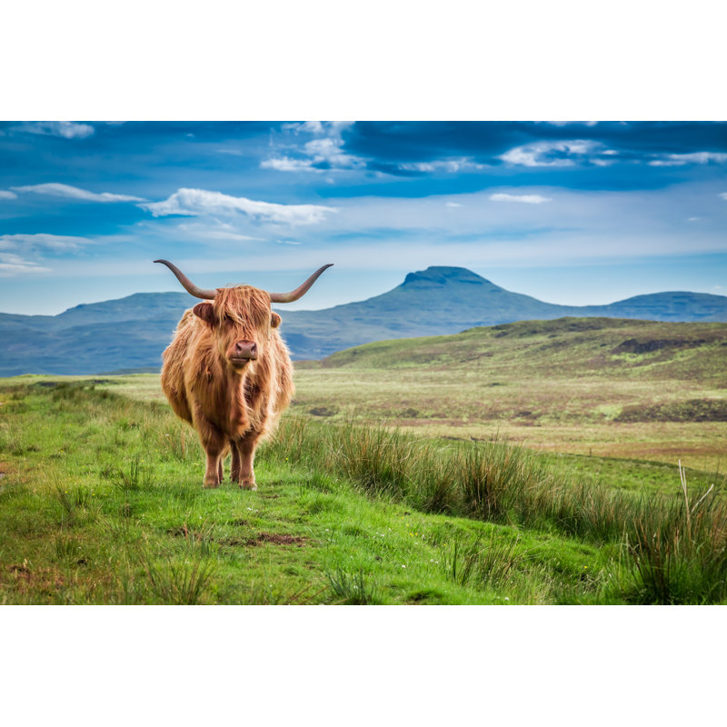 Brown Highland Cow in Isle of Skye, Scotland 1 Piece Wrapped Canvas Wall Art, 30cm H x 46cm W x 3.8cm D