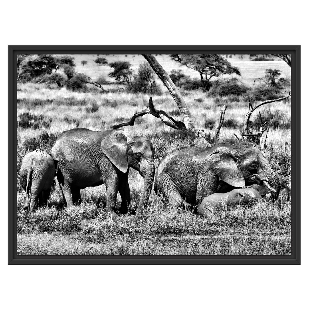 Gerahmtes Poster Big Elephant Family