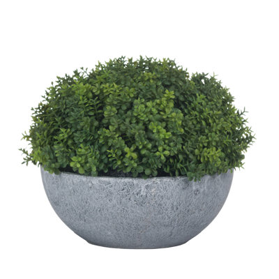 Andaiye 15cm Plant in Pot