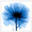 Hand-Picked Blue 1' Framed Graphic Art Print on Glass