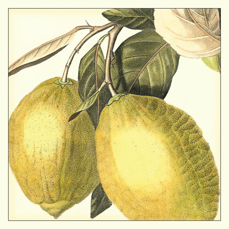 Graphic Lemon by Vision Studio - Wrapped Canvas Print, 30cm H x 30cm W