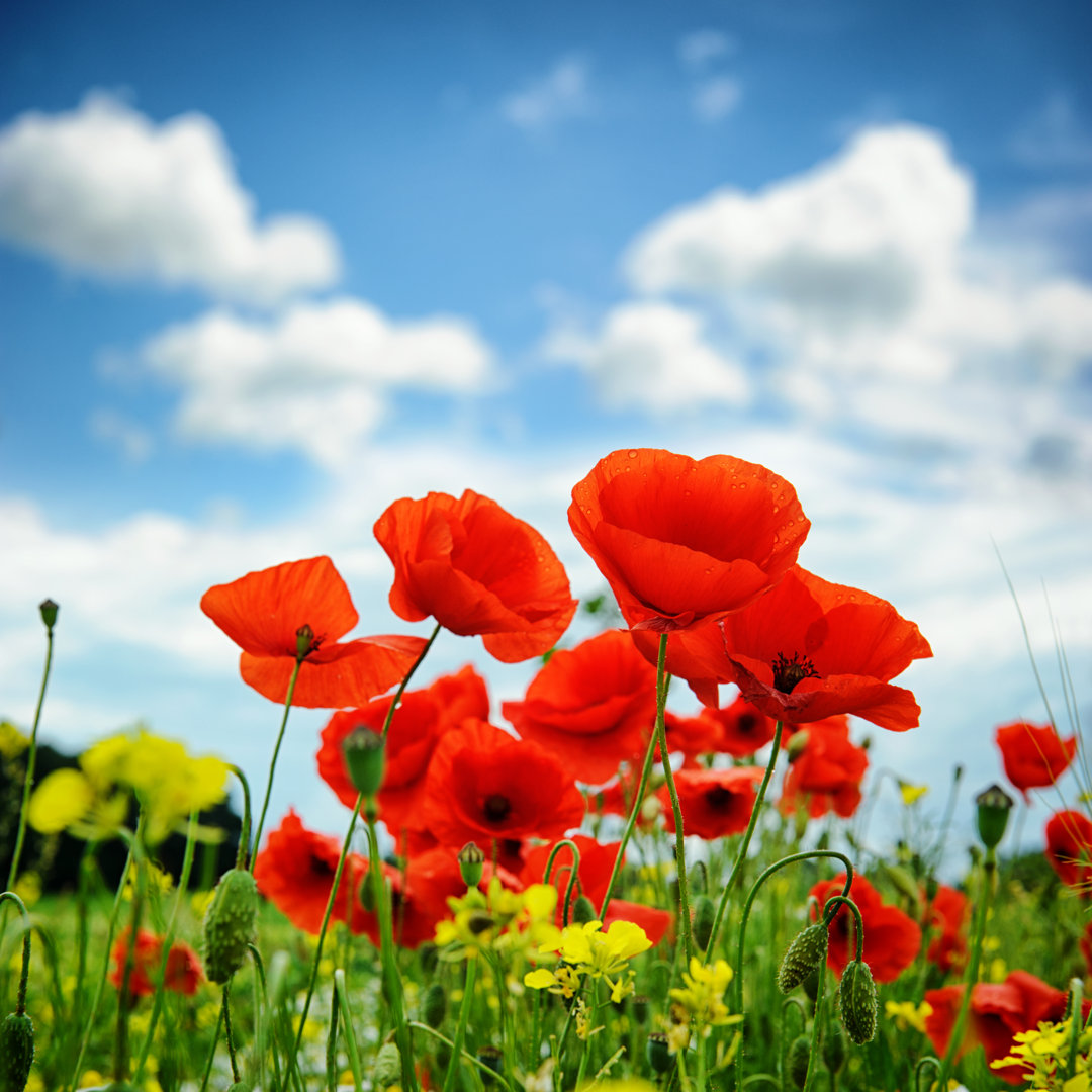 Leinwandbild Mohnblumen auf Sommerfeld Flaches Dof