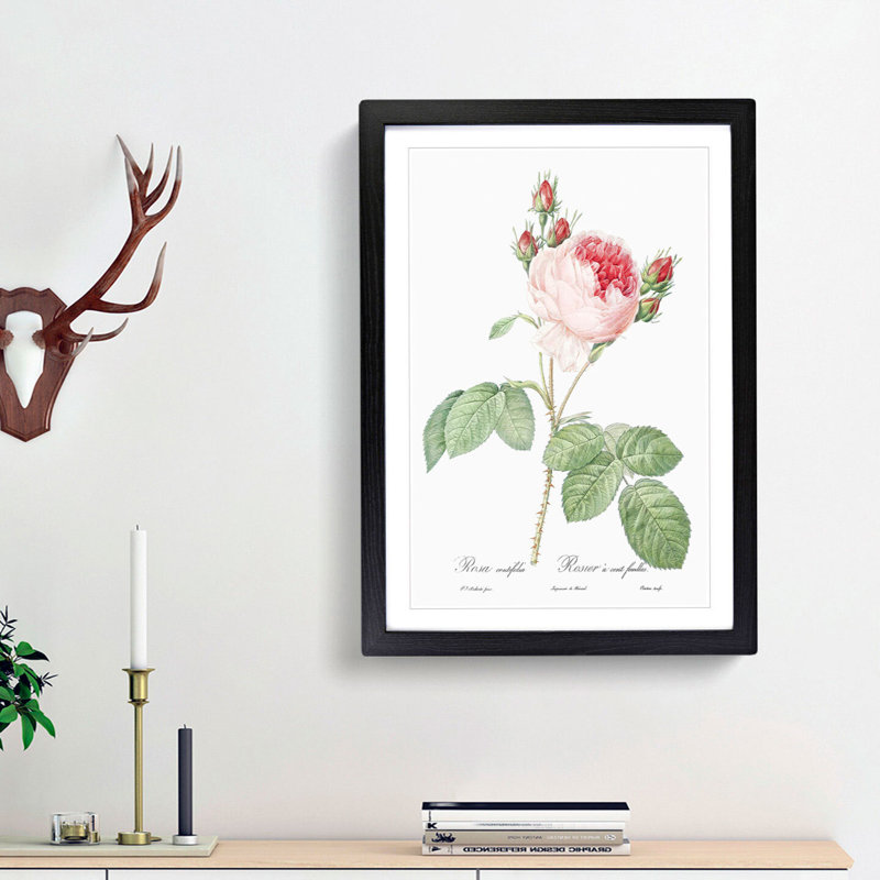 A Pink Cabbage Rose by Pierre-Joseph Redoute - Framed Print, 45cm H x 33cm W x 2cm D, Black Framed