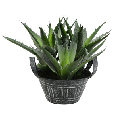 Succulent en pot