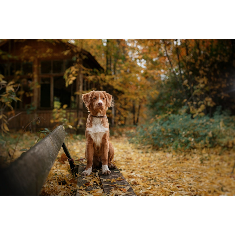 Nova Nova Duck Tolling Retriever - photographie sur toile tendue, H 20 po x l 30 po