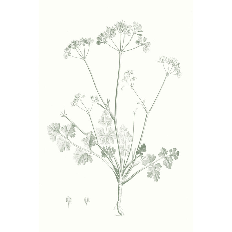 Botanical Study In Sage IV by Vision Studio - Wrapped Canvas Painting, 122cm H x 81cm W