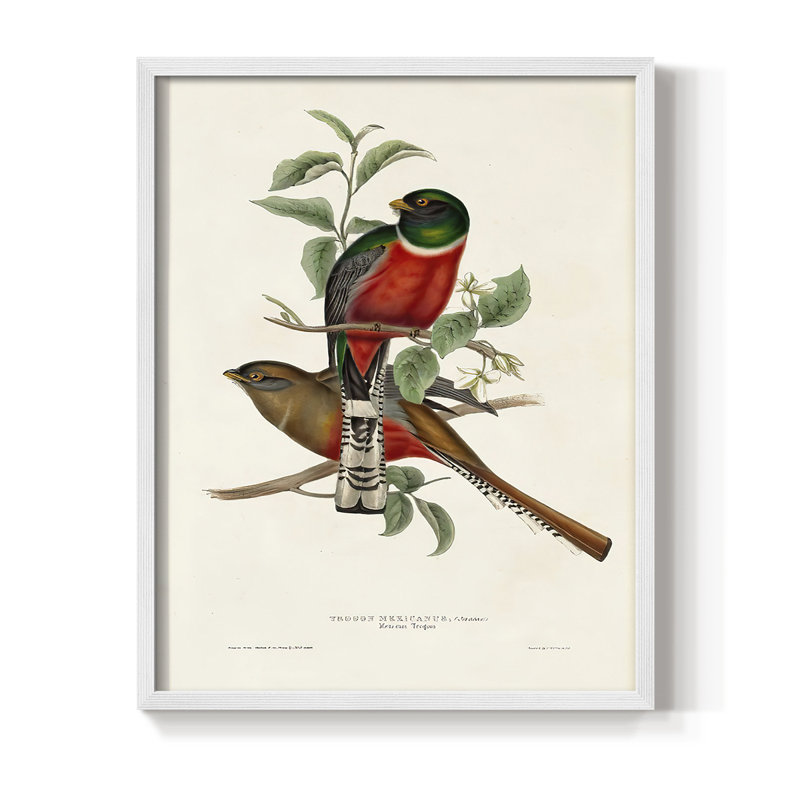 «Elegant Trogons I», reproduction encadrée - bois massif, Cadre simple blanc, H 20 po x l 16 po