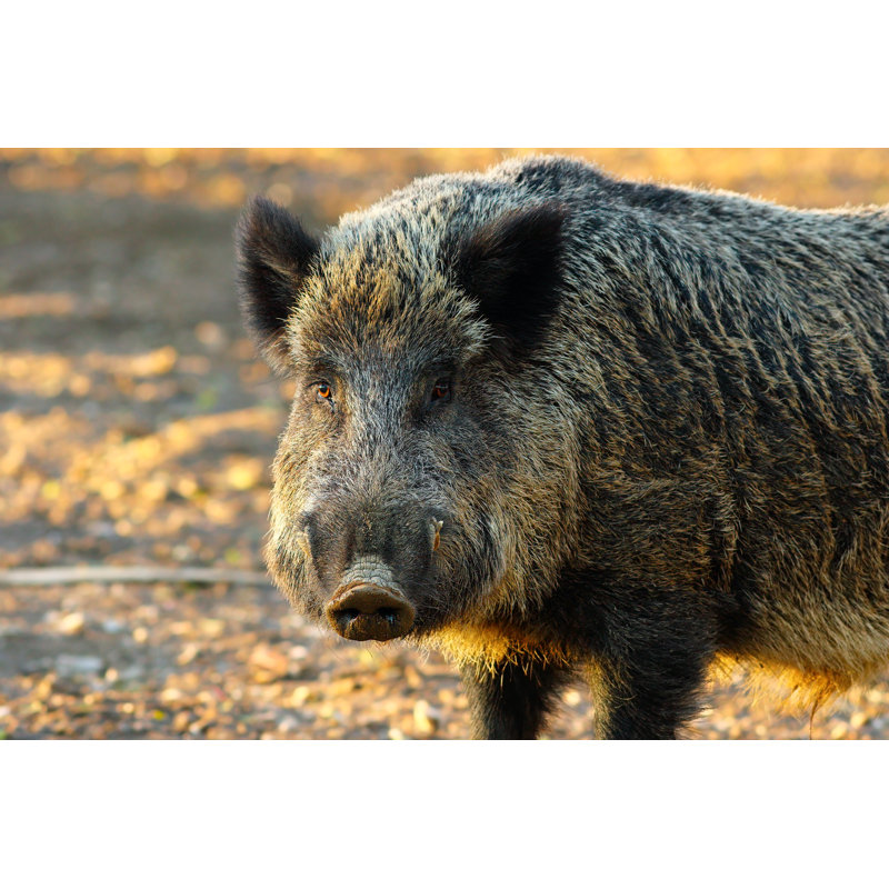 Close Up Of Big Wild Boar by Taviphoto - Wrapped Canvas Print, 20cm H x 30cm W x 3.8cm D