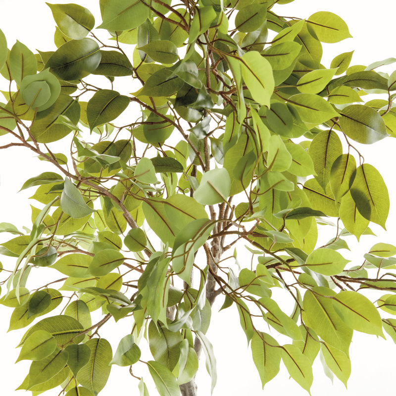 FICUS TREE DROP-IN 51"