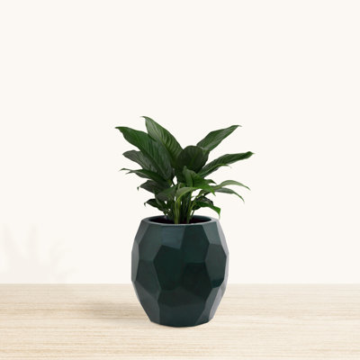 Civona ECOBO 15.7 inches Eco-Friendly Novelty Pot Planter,Gems Indoor/Outdoor Four Season Use Marbled Green