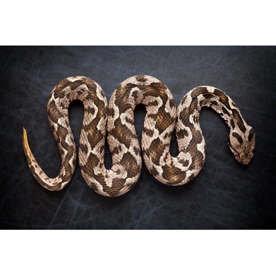 " Viper Snake " by Blackboard1965