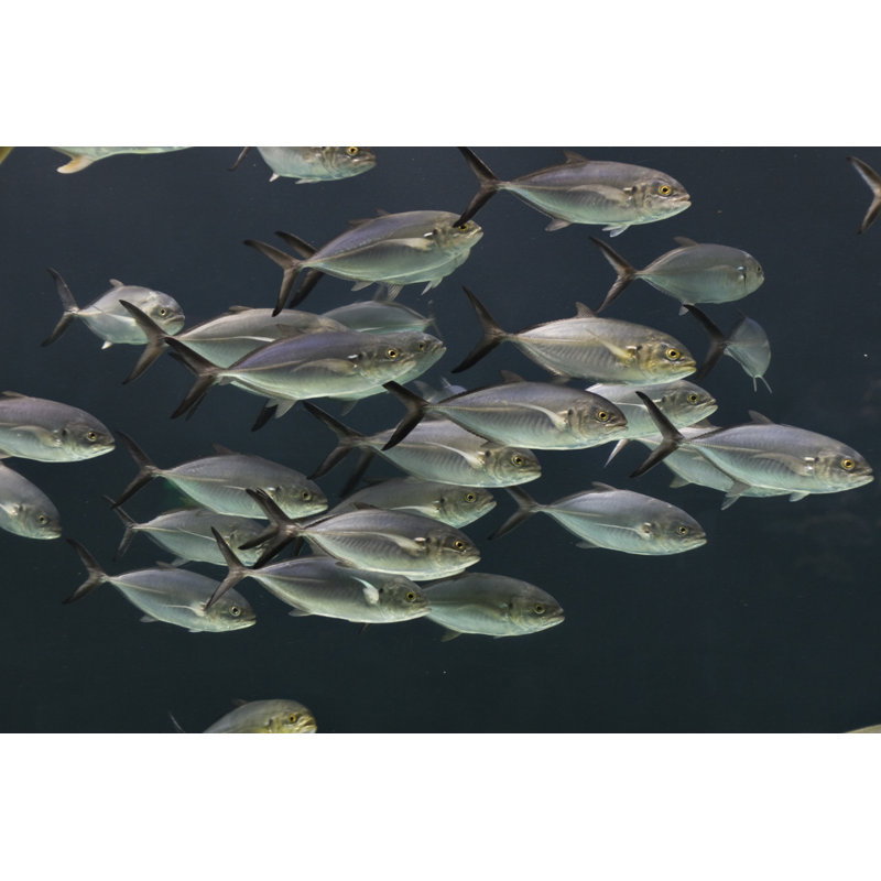 School of fish, 61cm H x 91cm W