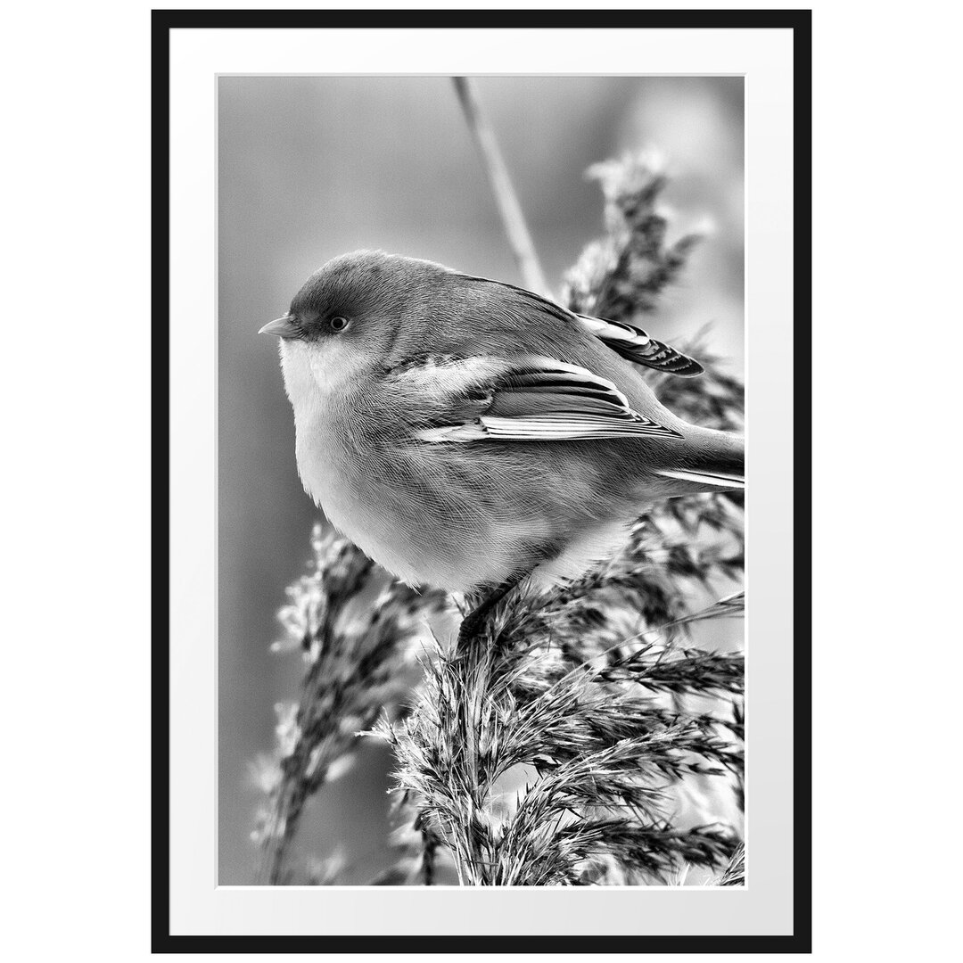 Gerahmtes Poster Kleiner Vogel auf Weizen