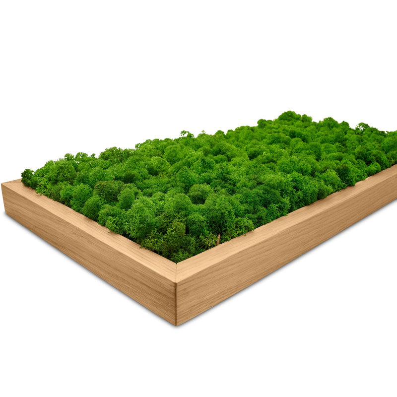 Moss Picture Reindeer Moss, Oak