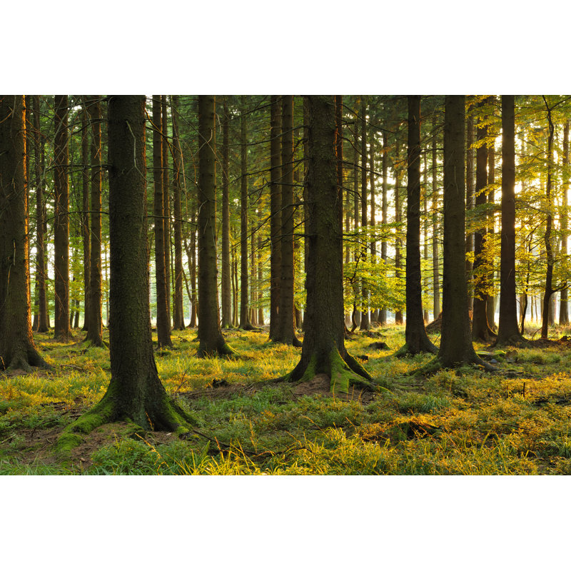 Sunlit Spruce Forest by AVTG - No Frame Art Prints on Canvas, 61cm H x 91cm W