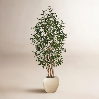 Adcock 96" Ficus Tree in Planter