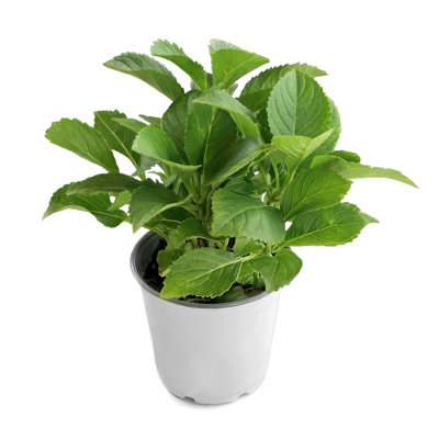 4 in. Hydrangea Nikko Blue (4-Pack)