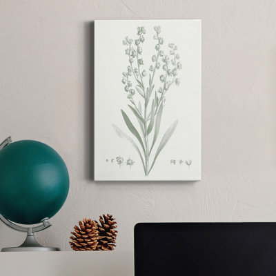 «Botanical Study In Sage I», reproduction sur toile tendue