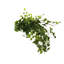 Jenner Faux Ivy Plant in Glass Vase