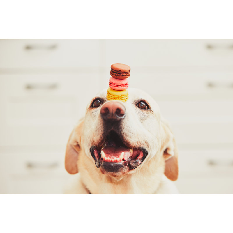 Dog With Macaroons by Chalabala - Wrapped Canvas Print, 51cm H x 76cm W x 3.8cm D