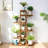 Wardlow Solid Wood Plant Stand 6 Tier
