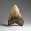 Genuine Megalodon Shark Tooth In Display Box (348 Grams)