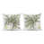 Palm