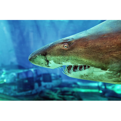 Ragged Tooth Shark - Wrapped Canvas Print