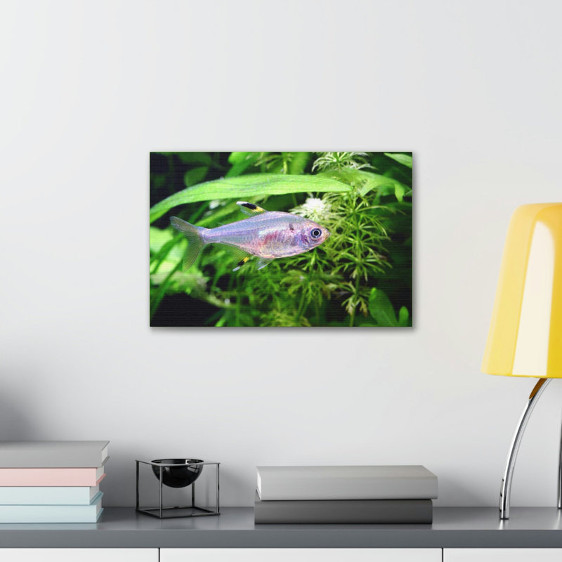 X-ray Fish Hunting X-ray Fish on Hunt Print Animal Wall Art, 11" H x 14" W