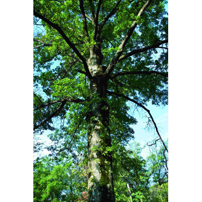 " Up A Tree "