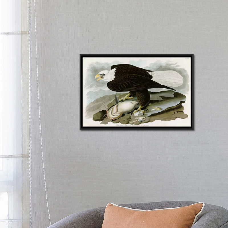 « white-direction eagle » par john james audubon, impression sur toile, H 18 po x l 26 po x P 1,5 po, Toile avec cadre noir