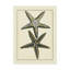 « antique blue starfish », reproduction d’impression sur toile tendue-33521955