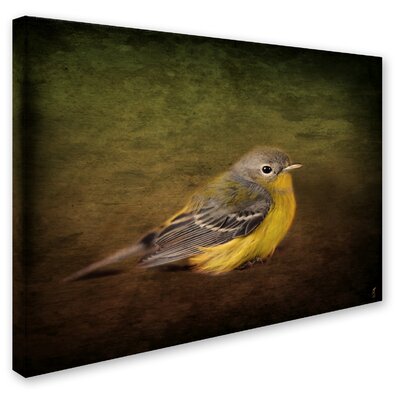 Baby Warbler' Graphic Art Print on Wrapped Canvas -  Trademark Fine Art, ALI13787-C1419GG