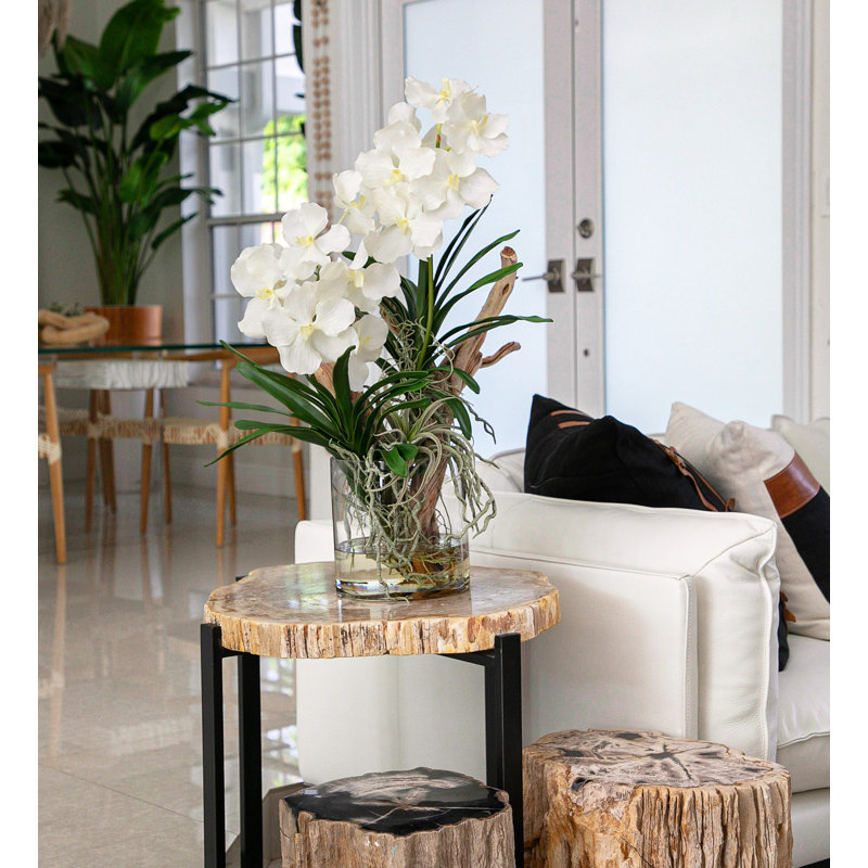 Orchidées de Vanda et bois flottant à l’intérieur cylindre en verre