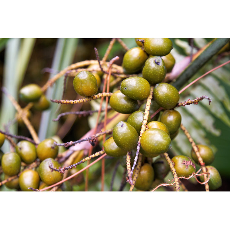 Palmetto Berries par Noderog, H 32 po x l 48 po