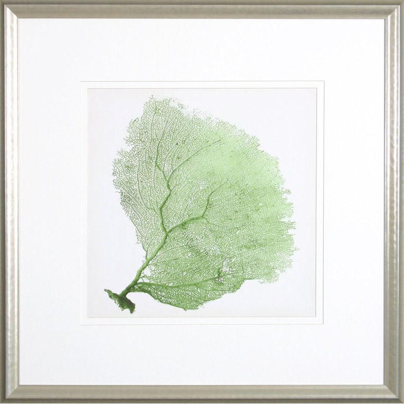 Sea Fan IX Print by Vision