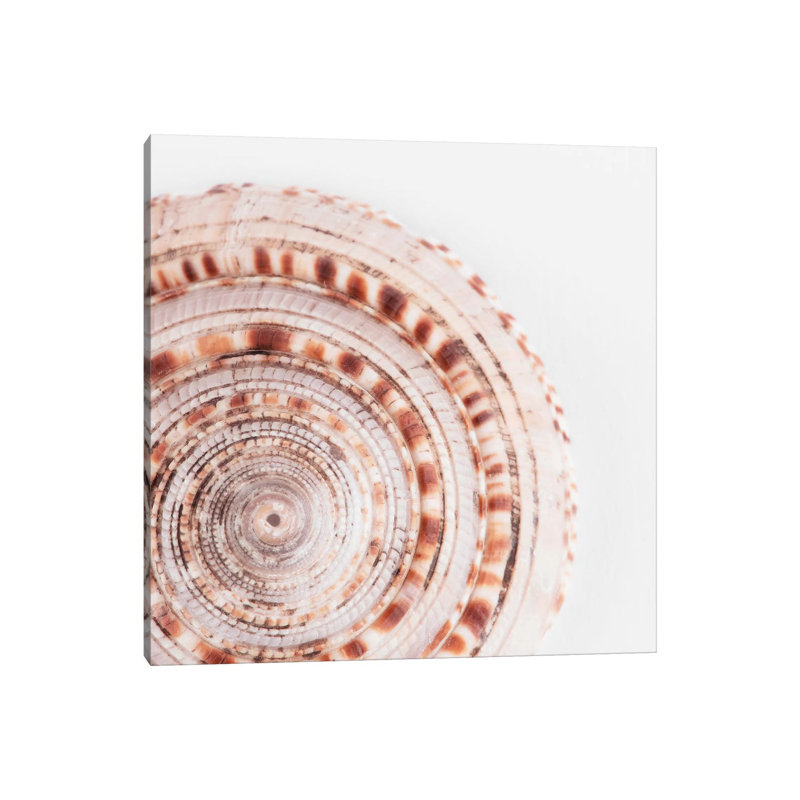 Sundial Shell II by Philippe Hugonnard - Wrapped Canvas Gallery-Wrapped Canvas Giclée, 30.48 cm H x 30.48 cm W