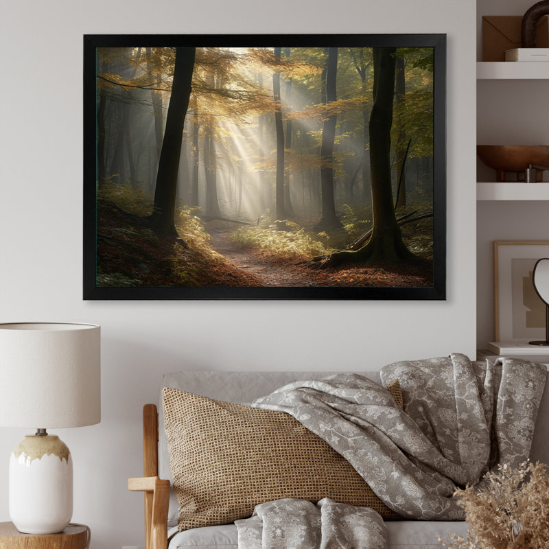 La lumière traverse la forêt II - impression, Cadre photo noir, H 12 po x l 20 po x P 1 po