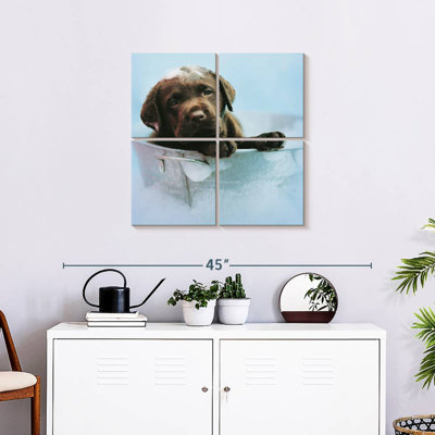 Brampt Beau The Dog